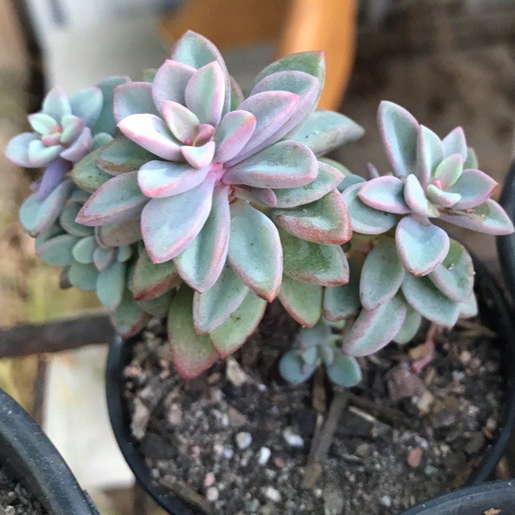 Plant image Echeveria Manaudes