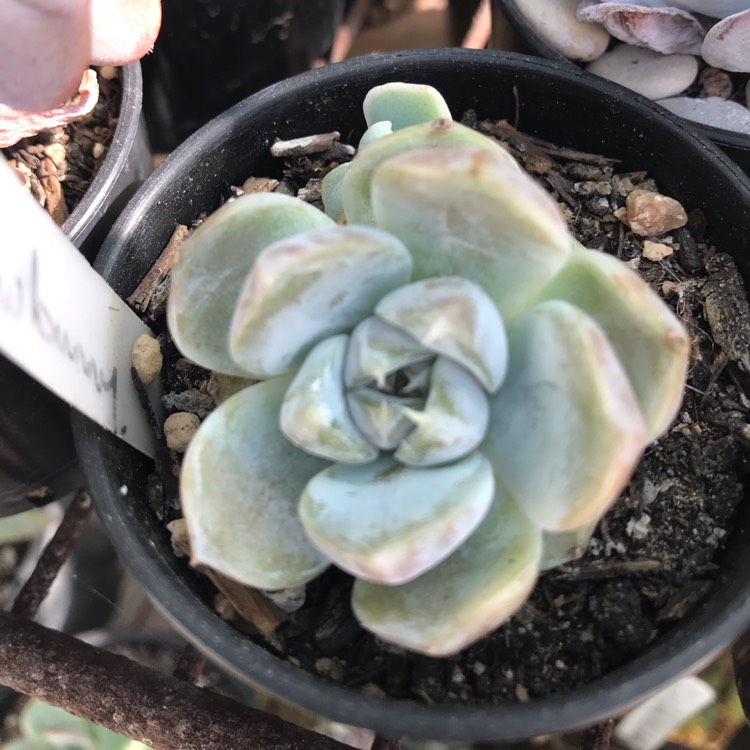 Plant image Echeveria Snow Bunny