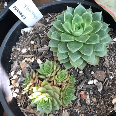 Echeveria Shamrock