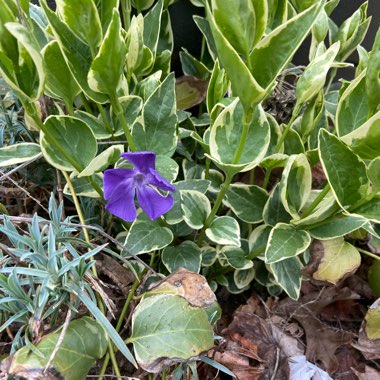 Vinca minor 'Argenteovariegata'