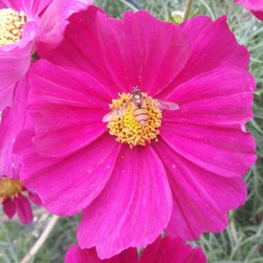 Cosmos bipinnatus 'Dazzler'