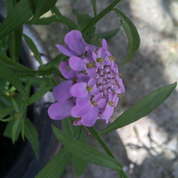 Plant image Iberis umbellata