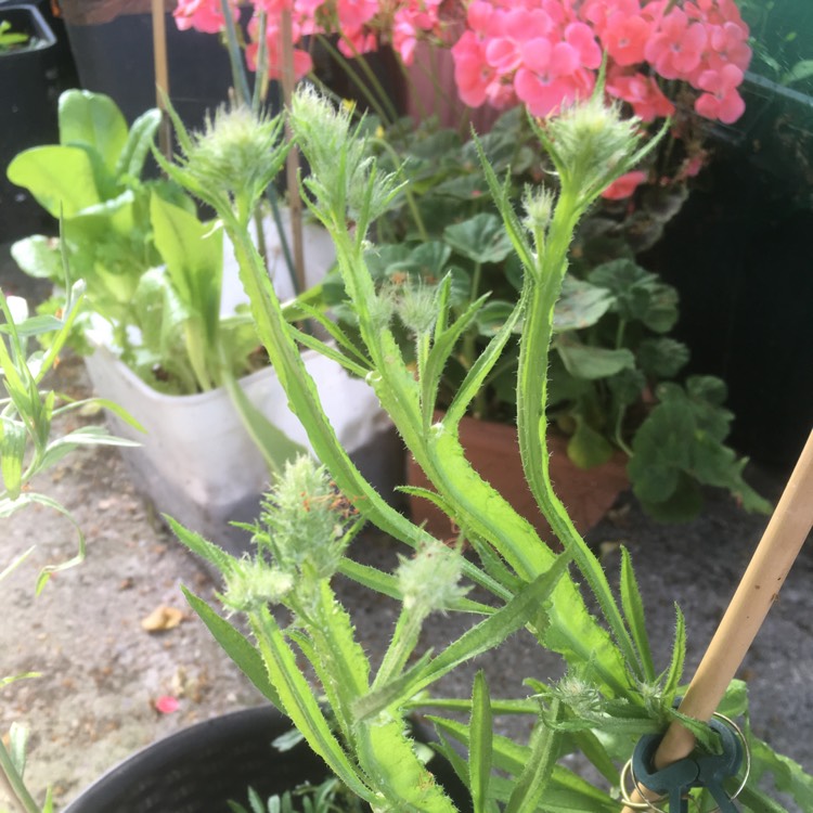 Plant image Limonium peregrinum