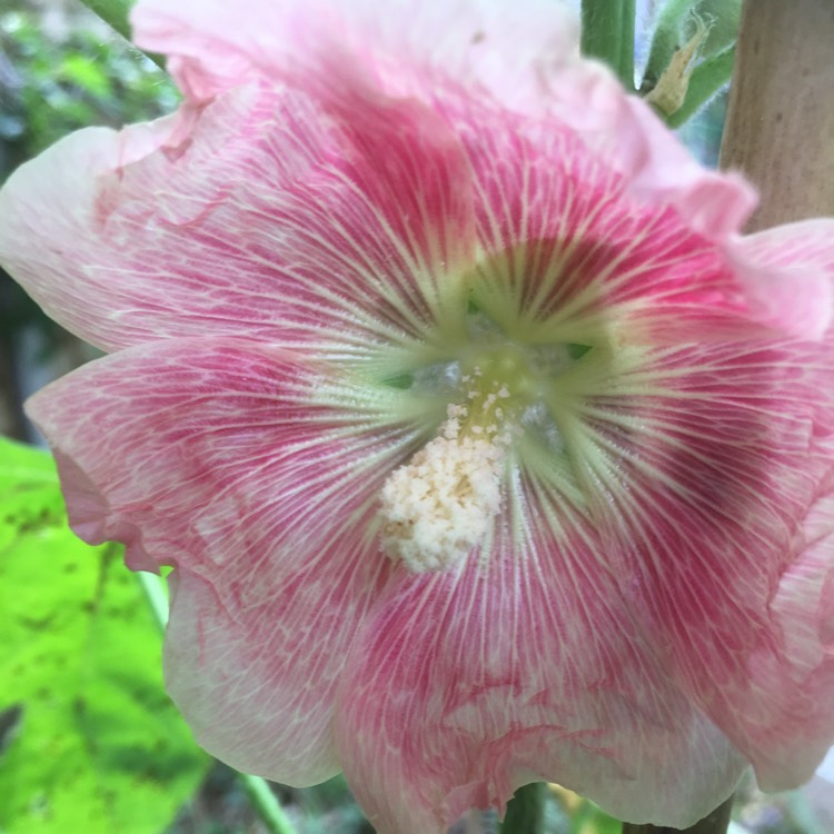 Plant image Alcea rosea 'Summer Carnival Group'