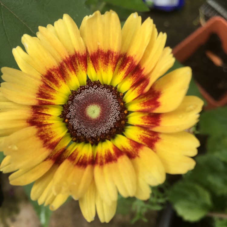 Plant image Glebionis coronaria syn.Chrysanthemum coronarium ; Ismelia coronaria