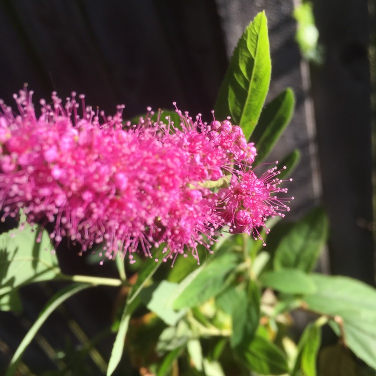 Plant image Spiraea douglasii