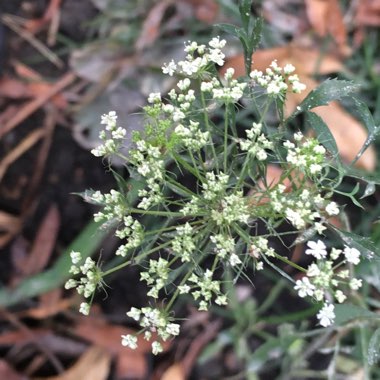 Ammi visnaga