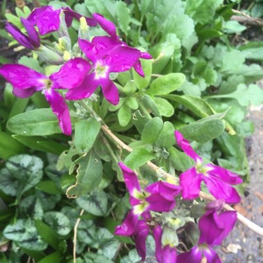 Matthiola Incana  syn. Matthiola incana 'Brompton' ;  Matthiola arborescens