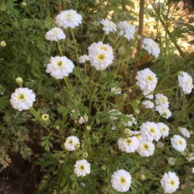 Tanacetum parthenium