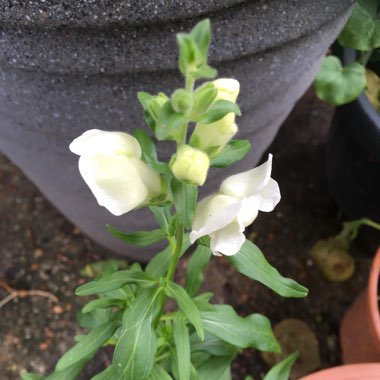 Antirrhinum