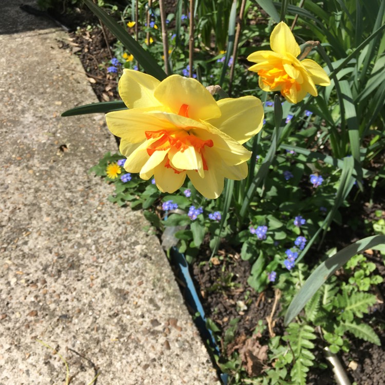 Plant image Narcissus 'Tahiti'