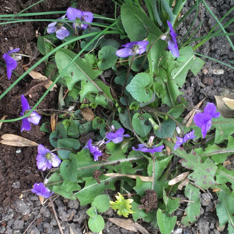 Plant image Viola odorata