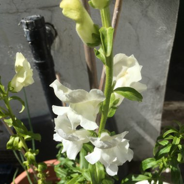 Antirrhinum