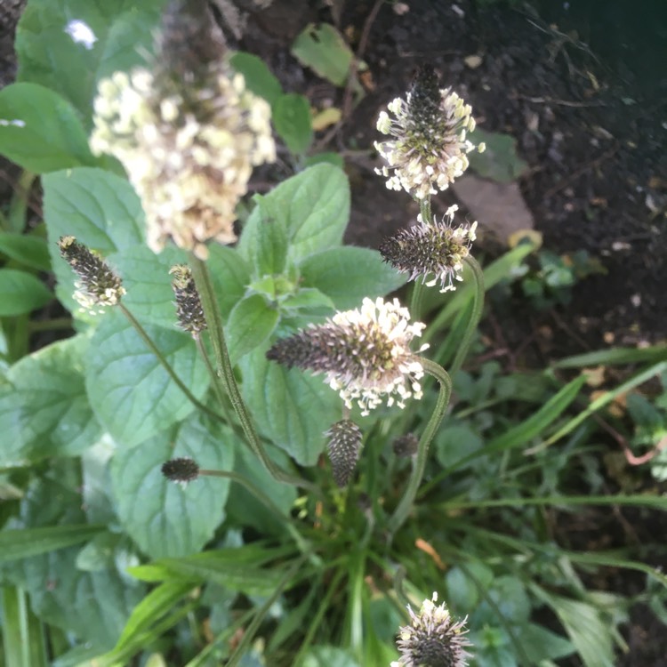 Plant image Plantago lanceolata