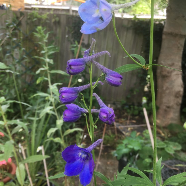 Plant image Delphinium 'Black Knight'