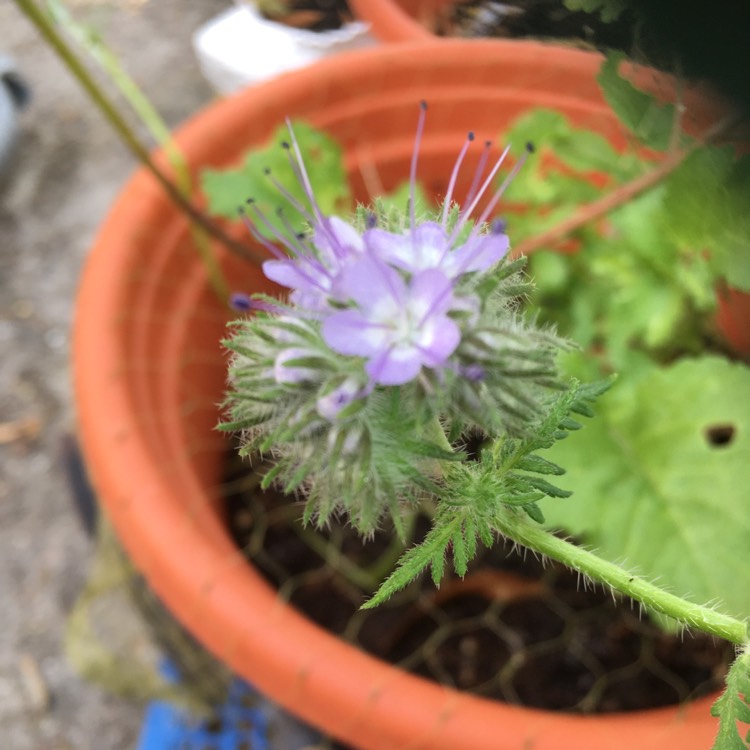 Plant image Phacelia tanacetifolia