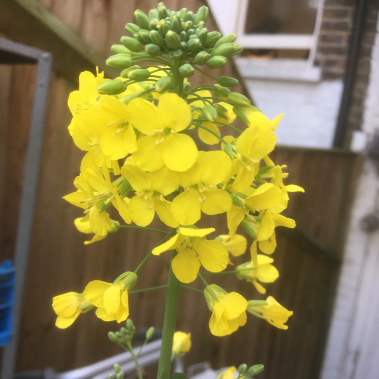 Plant image Brassica napus