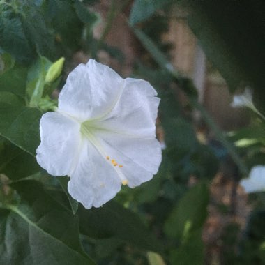 Mirabilis Jalapa