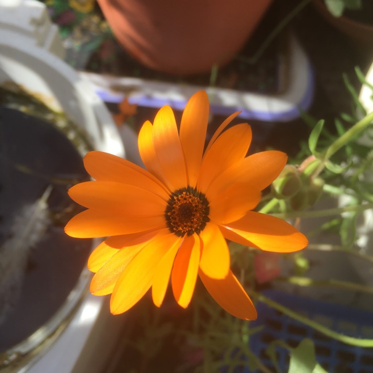 Plant image Osteospermum 'Orange Symphony'