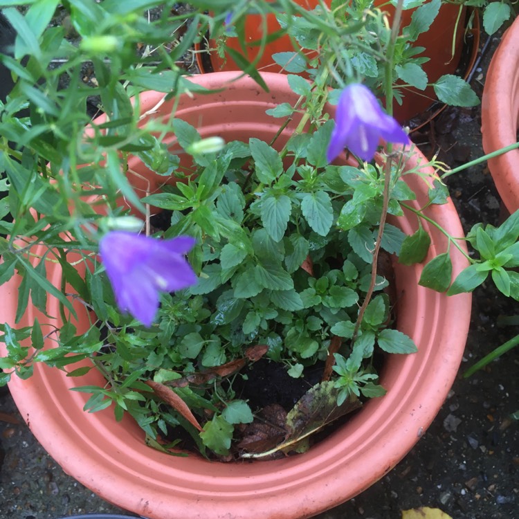 Plant image Campanula rotundifolia