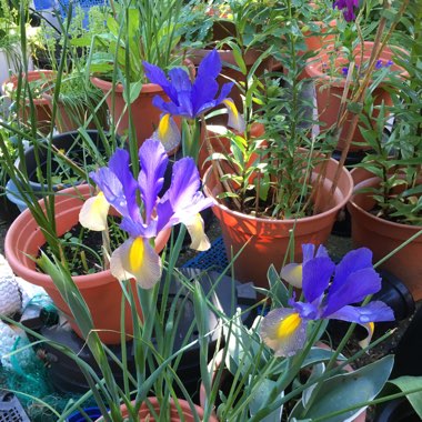 Dutch Iris