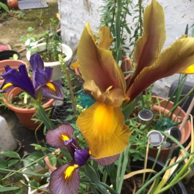 Dutch Iris