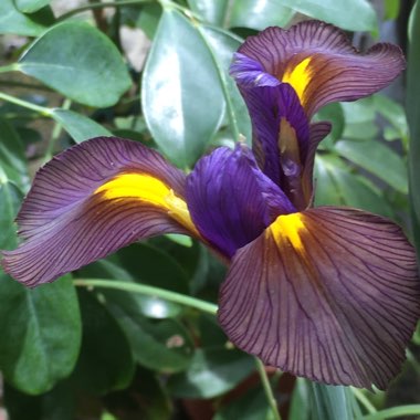 Dutch Iris