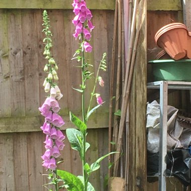 Foxglove