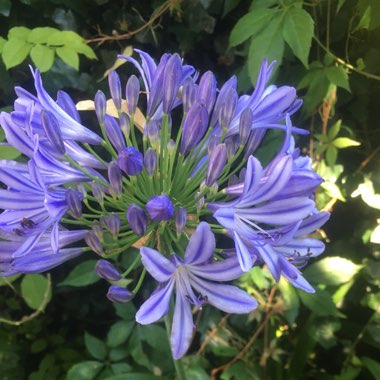 African Lily