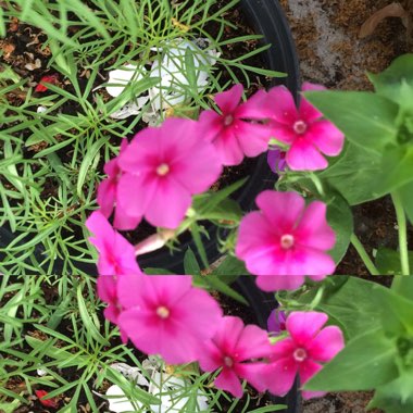 Phlox drummondii