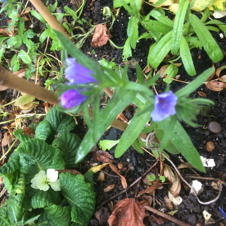 Plant image Echium vulgare 'Blue Bedder' syn. Echium plantagineum 'Blue Bedder'