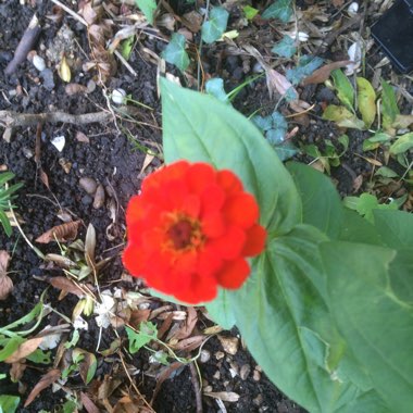 Zinnia elegans