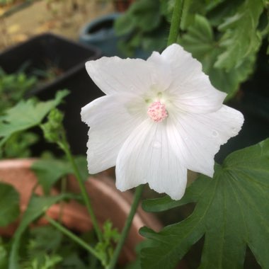 Malva Moschata Alba