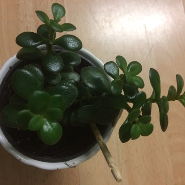 Crassula ovata Hobbit