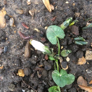 Galanthus nivalis