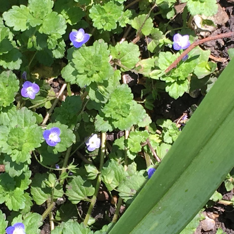 Plant image Veronica persica