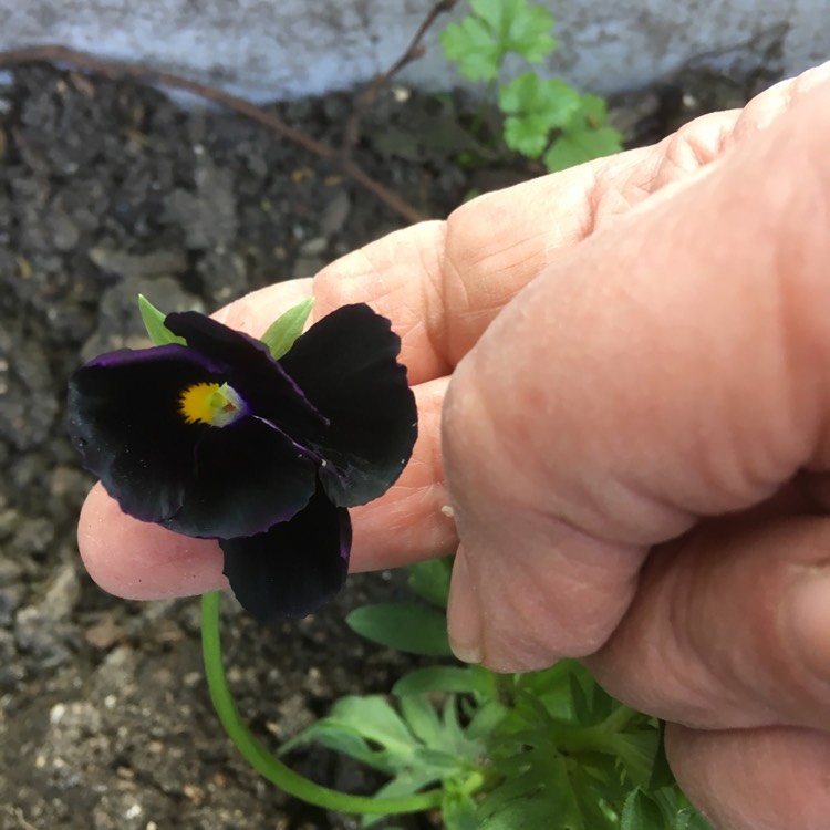 Plant image Viola Cornuta 'Black Jack'