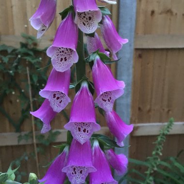 Digitalis