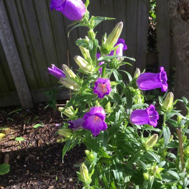 Campanula