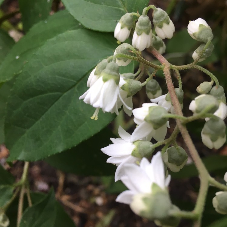 Plant image Deutzia scabra