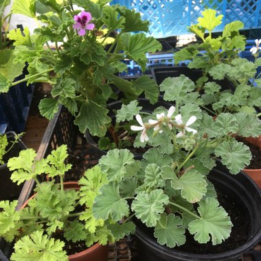 Pelargonium 'Citronella'