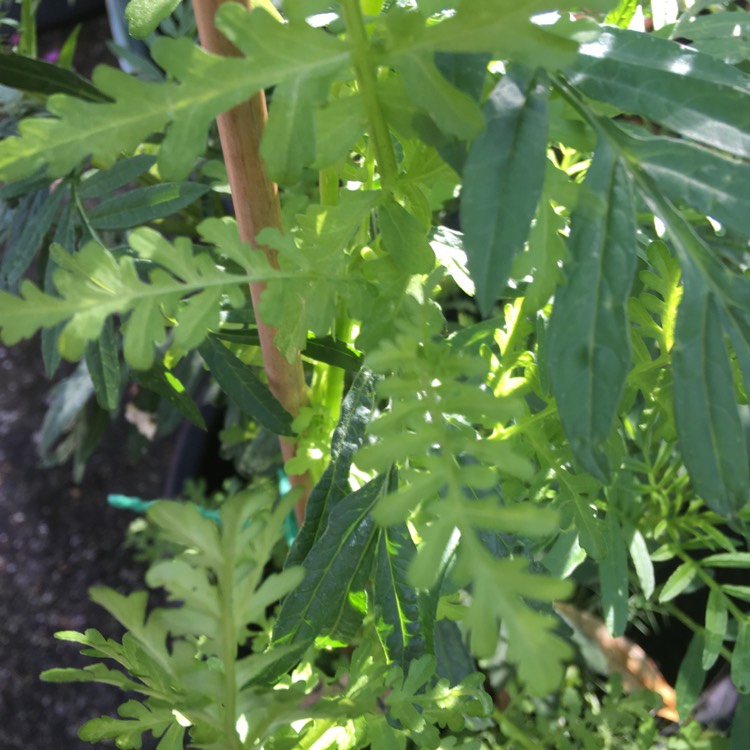 Plant image Schizanthus pinnatus