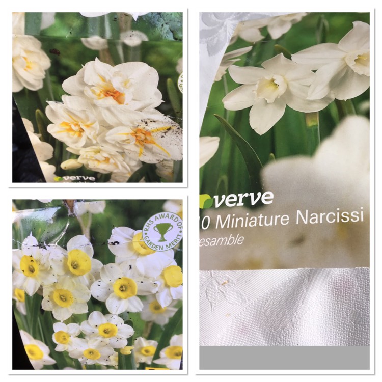 Plant image Narcissus 'Sir Winston Churchill'