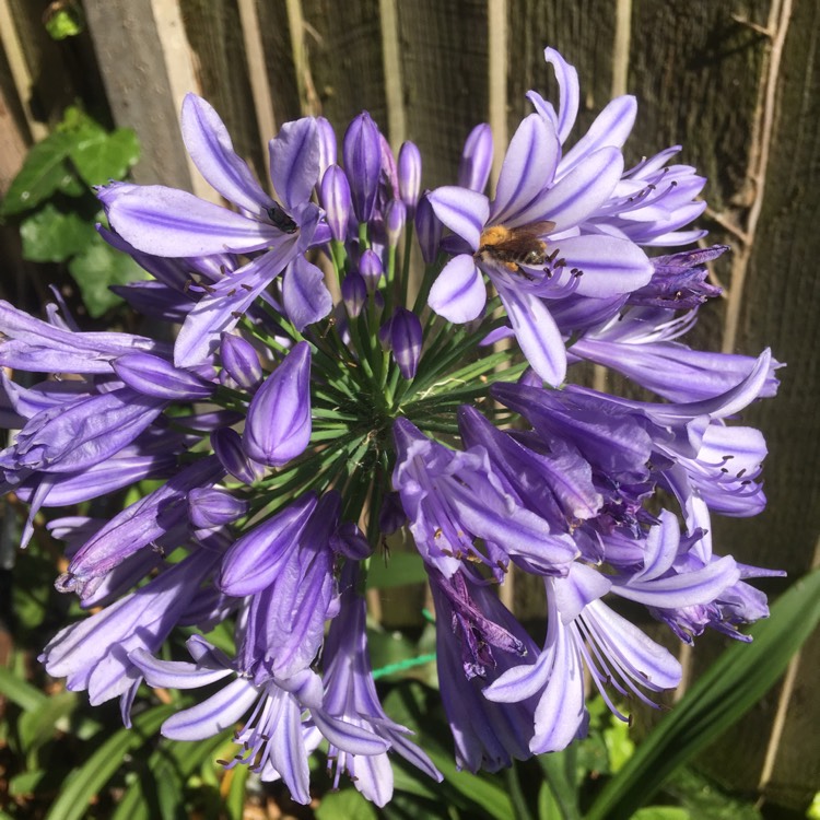 Plant image Geranium himalayense 'Gravetye'