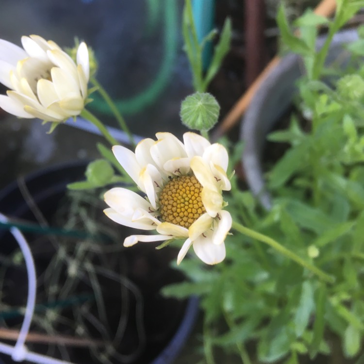 Plant image Osteospermum 'Snow Pixie'