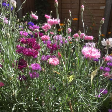 Centaurea cyanus 'Polka Dot Mix'