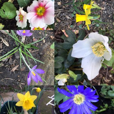 Anemone blanda 'Blue Shades'