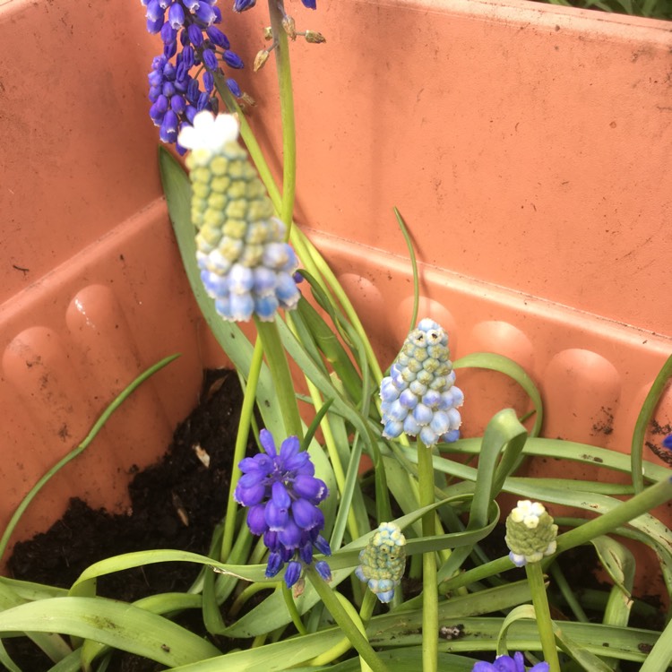 Plant image Muscari armeniacum 'Peppermint'