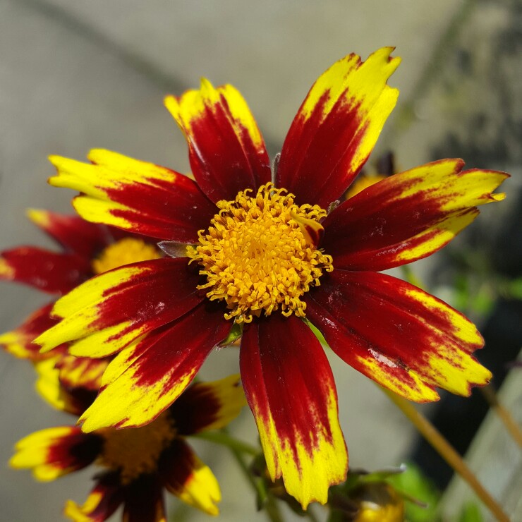 Plant image Coreopsis 'Big Bang™ Cosmic Eye'