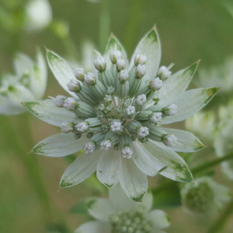 Plant image Astrantia major 'Star of Billion'